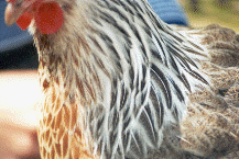 DETTAGLIO 1 / saumarg2 Dettaglio 1.gif saumarg2 Dettaglio 1.gif