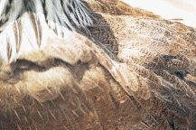 DETTAGLIO 2 / saumarg4 Dettaglio 2.gif saumarg4 Dettaglio 2.gif