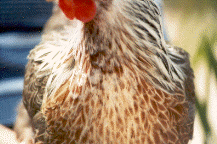 DETTAGLIO 3 / saumarg3 Dettaglio 3.gif saumarg3 Dettaglio 3.gif