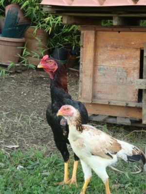 DSC03474.JPG (117.13 KiB) Osservato 935 volte DSC03474.JPG