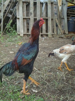 DSC03476.JPG (125.49 KiB) Osservato 935 volte DSC03476.JPG