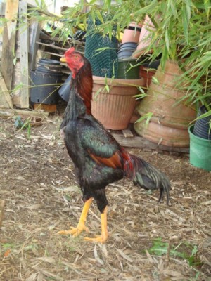 DSC03479.JPG (125.42 KiB) Osservato 935 volte DSC03479.JPG