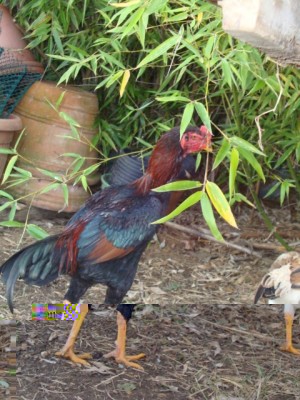 DSC03480.JPG (124.52 KiB) Osservato 935 volte DSC03480.JPG