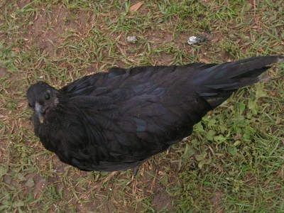 Ecco una delle due galline pure / DSCN7700.JPG DSCN7700.JPG