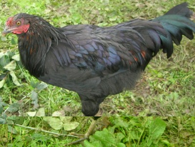 Il gallo impuro :D / DSCN7800.JPG DSCN7800.JPG