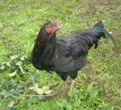 Sempre il gallo impuro... da notare le piume arancioni! è spettacolare! / DSCN7803.JPG DSCN7803.JPG