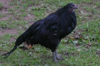 Il gallo puro ma un po' infreddolito.. brrrr... / DSCN7827.JPG DSCN7827.JPG