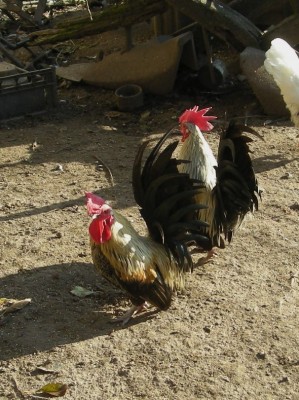 rid polli 011 (2).JPG (189.08 KiB) Osservato 528 volte rid polli 011 (2).JPG