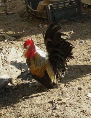 rid polli 011.JPG (164.77 KiB) Osservato 497 volte rid polli 011.JPG