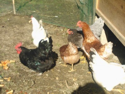 qui sono le ovaiole / 540146_10200539943732625_1361086652_n.jpg 540146_10200539943732625_1361086652_n.jpg