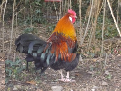 Anello DX-8x6.JPG (161.9 KiB) Osservato 1087 volte Anello DX-8x6.JPG