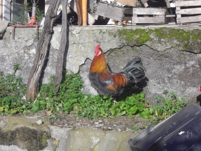 . Sopra e sotto 2 dei 4 galletti a disposizione / Anello SN-8x6.JPG Anello SN-8x6.JPG