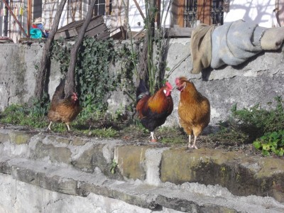 Anello SN Doroti Falisca-8x6.JPG (179.3 KiB) Osservato 1087 volte Anello SN Doroti Falisca-8x6.JPG