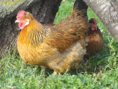 . L'incrocio Sussex X Altsteirer. Dietro sbuca una Pepoi X Altsteirer, entrambe giugno 2013. Nella foto sopra, le stesse due con uno dei galletti Altsteirer della stessa covata, lo stesso della foto 2. / Doroti e Falisca-8x6.JPG Doroti e Falisca-8x6.JPG