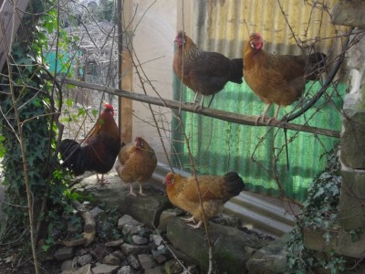 . Altro galletto di razza col suo gruppetto si 'sorelle': 3 'Doroti' (sussex X altsteirer) e una altsteirer pura, sopra a sinistra. Questi sono di un paio di settimane più giovani dei precedenti. / Gruppo giovani-8x6.JPG Gruppo giovani-8x6.JPG