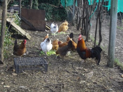 . Il gruppo dei 'vecchietti'. In primo piano i due altsteirer capostipiti, a destra e a sinistra, anellati 2012. in mezzo si intravedono altre 2 altsteirer, le 4 isa, 2 sussex genitrici delle 'doroti', e la vecchia kabir da 4 kg. / Gruppo vecchi-8x6.JPG Gruppo vecchi-8x6.JPG