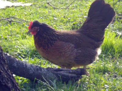 . L'altra delle 2 pepoi X altsteirer nate in giugno: bella semi-nana, carattere selvatico, curioso, intraprendente. Potrebbe essere buona covatrice, intanto fa belle uova sopra i 50gr. Ad ogni modo, han già covato una sussex e la 'vecchia' altsteirer. Buon sangue... / IMGP2977-8x6.JPG IMGP2977-8x6.JPG