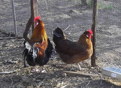 Kaiser I e Gertrud 2 8x6.JPG (119.1 KiB) Osservato 978 volte Kaiser I e Gertrud 2 8x6.JPG