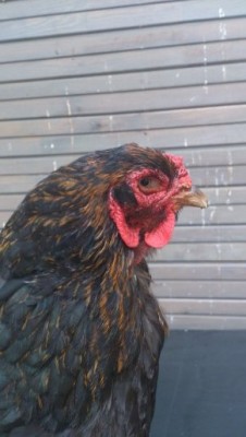 happy new day 1055.jpg (53.83 KiB) Osservato 559 volte happy new day 1055.jpg