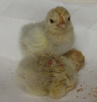 Tutto suo padre XD (primi pulcini nati) / Baby Sabel.jpg Baby Sabel.jpg