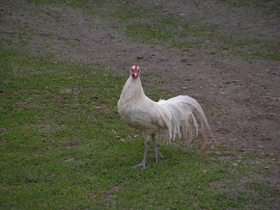 1.jpg (29.03 KiB) Osservato 1414 volte 1.jpg