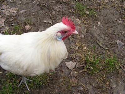 3.jpg (38.08 KiB) Osservato 1426 volte 3.jpg