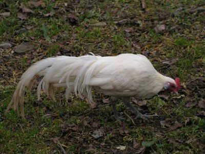 4.jpg (36.23 KiB) Osservato 1426 volte 4.jpg