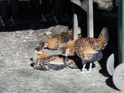 fotonikon 076 - Copia.JPG (148.89 KiB) Osservato 845 volte fotonikon 076 - Copia.JPG