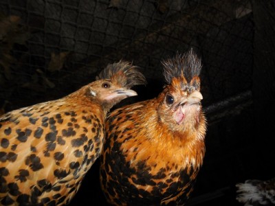 hope 077 - Copia.JPG (148.77 KiB) Osservato 808 volte hope 077 - Copia.JPG