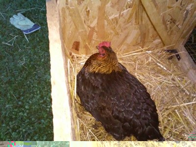 marans cova.jpg (204 KiB) Osservato 2210 volte marans cova.jpg