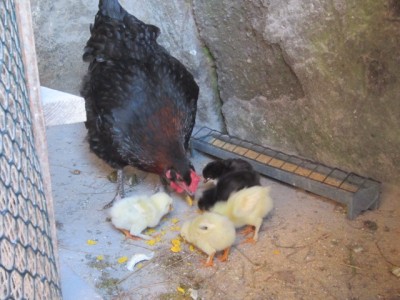 Immagine 005.jpg (135.77 KiB) Osservato 2192 volte Immagine 005.jpg