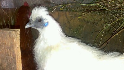 VIDEO0177_0000035564.jpg (119.5 KiB) Osservato 777 volte VIDEO0177_0000035564.jpg