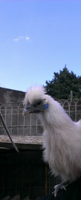 2014-04-24 15.39.38.jpg (28.93 KiB) Osservato 775 volte 2014-04-24 15.39.38.jpg