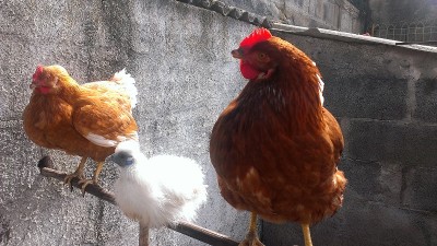 2014-04-23 10.29.17.jpg (216.48 KiB) Osservato 775 volte 2014-04-23 10.29.17.jpg