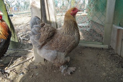 003.JPG (201.74 KiB) Osservato 894 volte 003.JPG