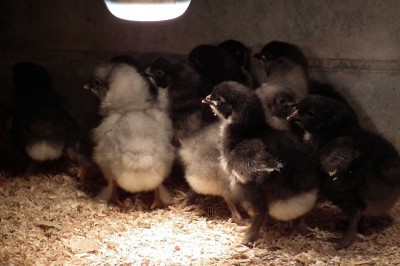 011.JPG (137.44 KiB) Osservato 954 volte 011.JPG