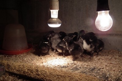 013.JPG (144.06 KiB) Osservato 954 volte 013.JPG