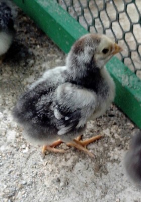 Wyandotte 3.jpg (177.49 KiB) Osservato 1029 volte Wyandotte 3.jpg