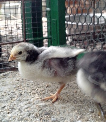 Wyandotte 2.jpg (294.48 KiB) Osservato 1029 volte Wyandotte 2.jpg