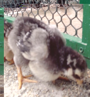 Wyandotte 1.jpg (302.1 KiB) Osservato 1029 volte Wyandotte 1.jpg