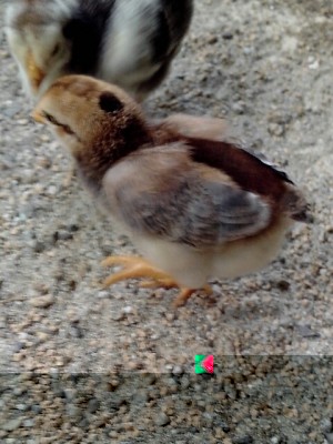 Cornish 1.jpg (256.91 KiB) Osservato 1029 volte Cornish 1.jpg