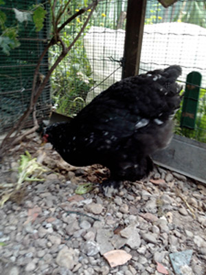 Gallina.JPG Gallina.JPG