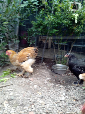 Gallo e gallina.JPG Gallo e gallina.JPG