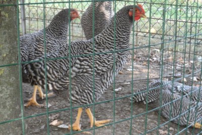 SAM_2612.JPG (135.29 KiB) Osservato 4254 volte SAM_2612.JPG