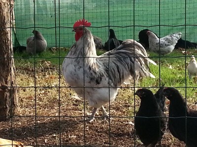 20131002_164723.jpg (256.77 KiB) Osservato 1308 volte 20131002_164723.jpg