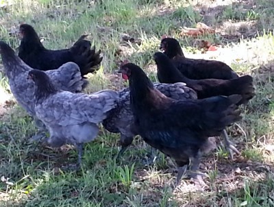 20130820_153523 - Copia.jpg (216.59 KiB) Osservato 1308 volte 20130820_153523 - Copia.jpg