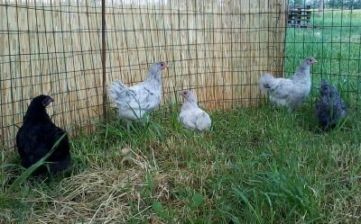 2013-05-18 09.20.38.jpg (245.55 KiB) Osservato 1308 volte 2013-05-18 09.20.38.jpg