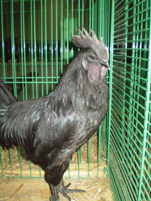 Cock Ayam cemani in slovak national show in Nitra 2008 / 729-AyamCemani-92bb.JPG 729-AyamCemani-92bb.JPG
