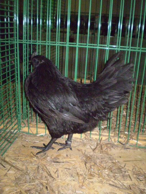 Hen Ayam cemani in slovak national show in Nitra 2008 / 731-AyamCemani-91bb.JPG 731-AyamCemani-91bb.JPG