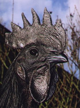 Ayam cemani - cock / Kohut-AC1.jpg Kohut-AC1.jpg